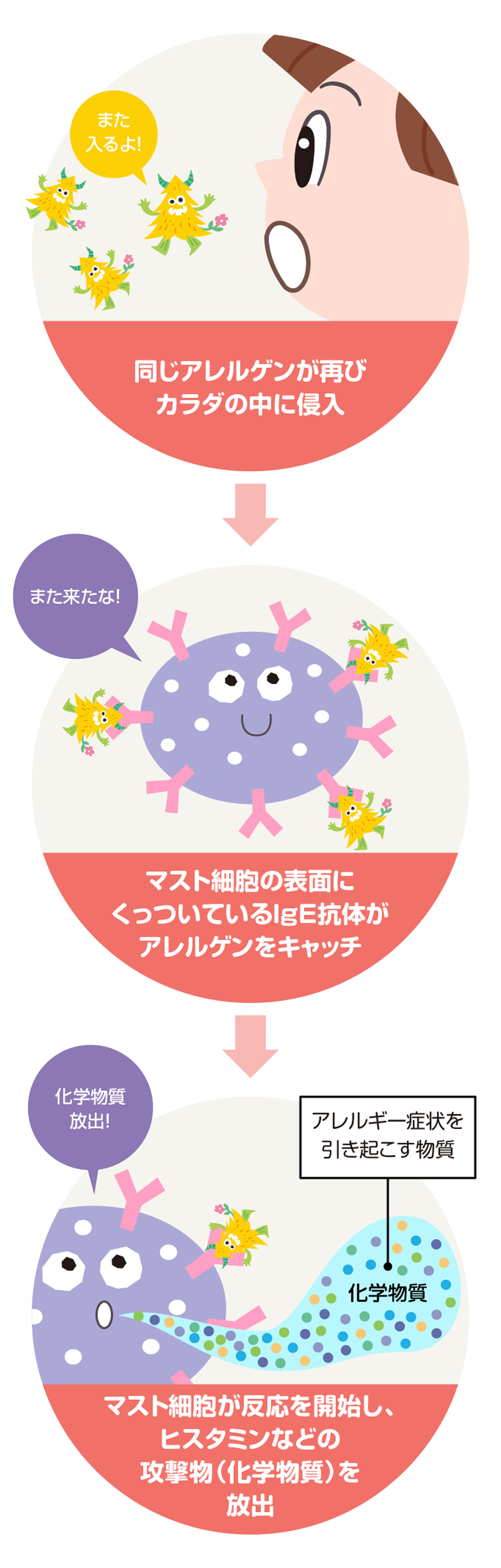 ③アレルゲンへの再接触