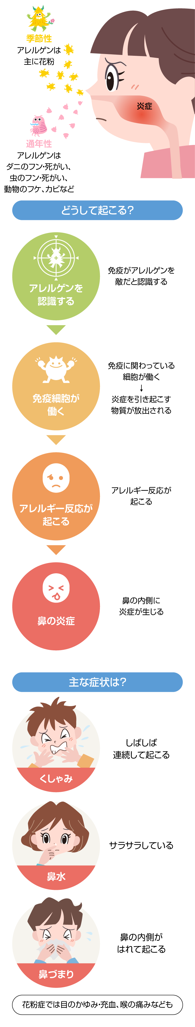 アレルギー性鼻炎が起こる主な仕組み・アレルゲン・症状2