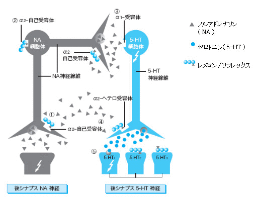 「ミルタザピン」の作用機序について