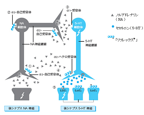 「リフレックス®錠」の作用機序について